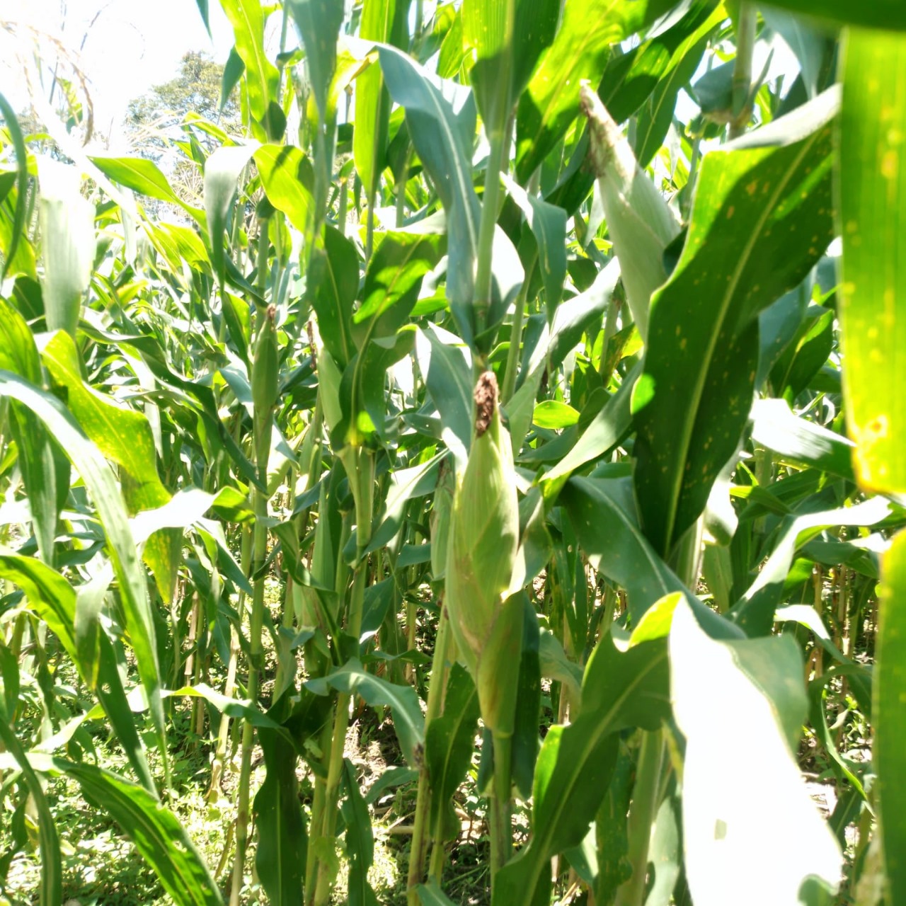 cultivos criollos agricultor san vicente 2