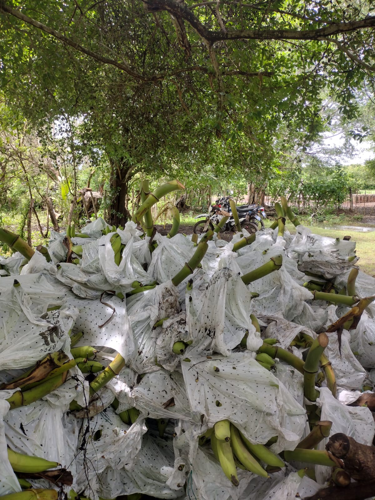 pérdida de platano ahachapán sur 1